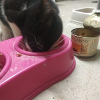 photo de livraison pour Les Chats Libres d'Estagel