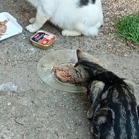 photo de livraison pour Les chats libres de Caro
