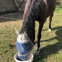 photo de livraison pour Les Chevaux d'Elo