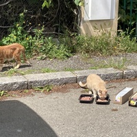 photo de livraison pour Ecole du Chat des Alpilles