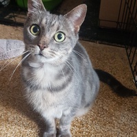photo de livraison pour Association Des  Chats  De Hyeres