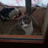 photo de livraison pour Chat de Gout'hier sans Toit