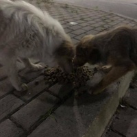 photo de livraison pour Woolly Woofters