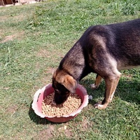 photo de livraison pour Silver Dog Srebrenica