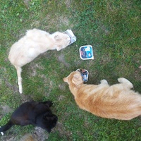 photo de livraison pour École du chat libre du Bocage bressuirais