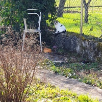 photo de livraison pour Ecole du Chat d’Arbois