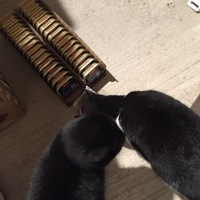 photo de livraison pour Les Chats de Condom 32