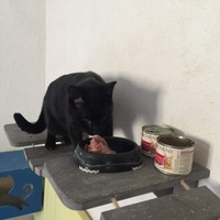 photo de livraison pour Association des Chats Camarguais