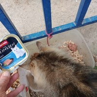 photo de livraison pour Les Chats-Pitresdelavi-Ste