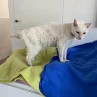 photo de livraison pour SADF (Sauvetage des animaux domestiques de France)