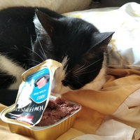photo de livraison pour Bien vivre avec les Chats Sallélois
