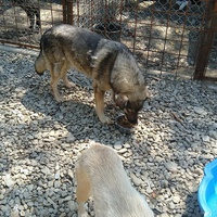 photo de livraison pour Saving Orphaned Souls Sheila's Animal Rescue Mission
