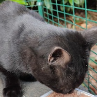 photo de livraison pour Hope14