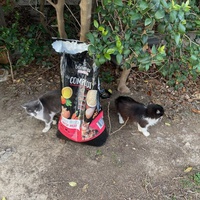 photo de livraison pour Bien vivre avec les Chats Sallélois