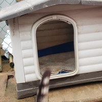 photo de livraison pour Chats Libres de Béziers