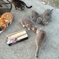photo de livraison pour Les chats Port-Saint-Louisiens