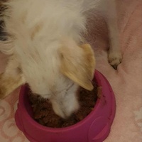 photo de livraison pour AVRAH