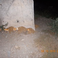 photo de livraison pour Pro Animals Finland ry