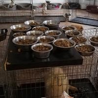 photo de livraison pour Sammelstelle für Tiere in Not e.V.