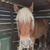 photo animal