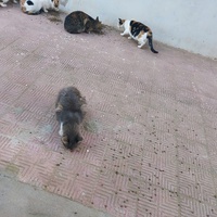 photo de livraison pour Comme Chiens et Chats Maroc