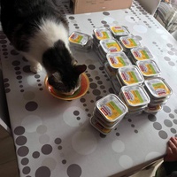 photo de livraison pour Pour l'Amour des Chats