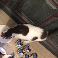 photo de livraison pour Ecole du Chat de Poitiers 