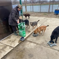 photo de livraison pour Udruženje za zaštitu životinja "Pongo"