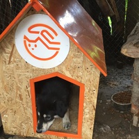 photo de livraison pour Save & Hope for Dogs