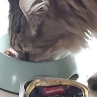 photo de livraison pour Lezard