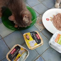 photo de livraison pour Les chats libres de Caro
