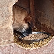 photo de livraison pour asociatia centrul de formare pentru activitati voluntare natura deva