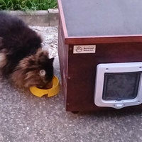 photo de livraison pour Clan du chat libre