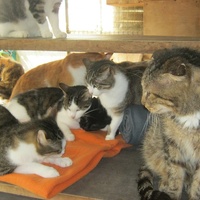 photo de livraison pour Au Bonheur des Chats Libres