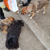 photo de livraison pour Asociația Hăpluț și prietenii