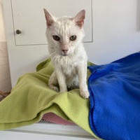 photo de livraison pour SADF (Sauvetage des animaux domestiques de France)