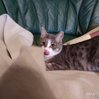photo de livraison pour Les chats de l'Indifférence