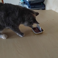 photo de livraison pour Chiens, Chats et Cie