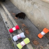 photo de livraison pour Les Chats Libres de la Canterrane
