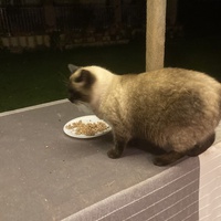 photo de livraison pour Association Des  Chats  De Hyeres