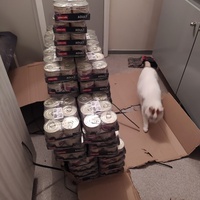 photo de livraison pour Protect Cat