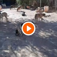 photo de livraison pour Help Adopt Moroccan Animals