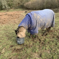 photo de livraison pour Espoir au Galop