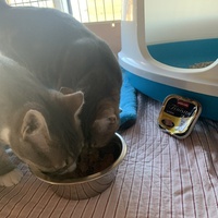 photo de livraison pour Association des Chats Camarguais