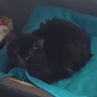 photo de livraison pour Les Chats de Cooper