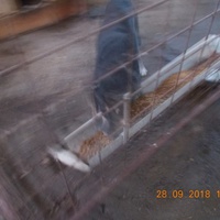 photo de livraison pour Pro Animals Finland ry