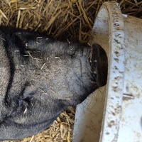 photo de livraison pour 4 Sabots et un Fer