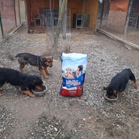 photo de livraison pour Azil za pse"Poslednja oaza"