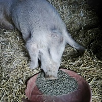photo de livraison pour Chats Libres de Béziers