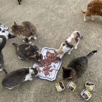 photo de livraison pour SADF (Sauvetage des animaux domestiques de France)
